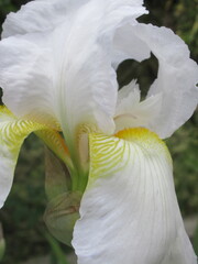 Zbliżenie na kwiat irysa © Kumulugma