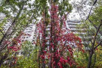 Apartment block in Pripyat abandoned city in Chernobyl Exclusion Zone, Ukraine