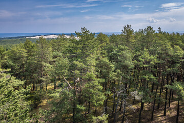 Pine forest in Slowinski National Park, located on the Baltic Sea coast, Poland - view from Czolpino Lighthouse