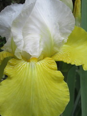 Zbliżenie na kwiat irysa © Kumulugma