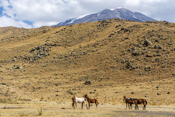 The scenic views of horses and mules at the Mount Ararat, with an elevation of 5,137 m (16,854 ft),...