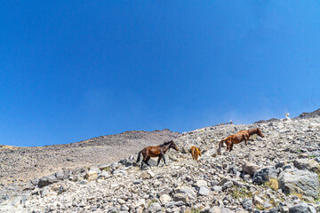 The scenic views of horses and mules at the Mount Ararat, with an elevation of 5,137 m (16,854 ft),...