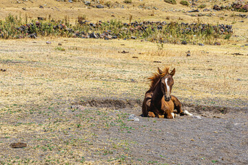 The scenic views of horses and mules at the Mount Ararat, with an elevation of 5,137 m (16,854 ft), also known as Masis or Mount Ağrı, is a snow-capped and dormant compound volcano in Turkey. 