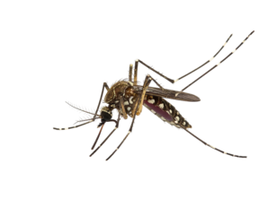 Close-up of a mosquito, dark brown/black body, speckled white/light patterns, splayed wings