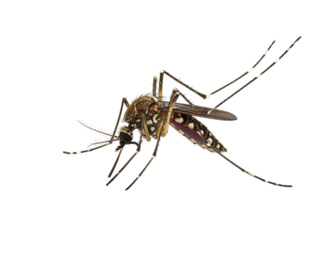 Close-up of a mosquito, dark brown/black body, speckled white/light patterns, splayed wings