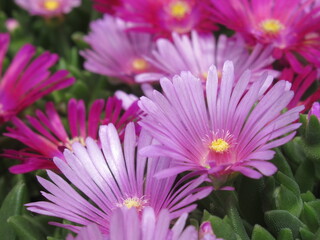 Zbliżenie na różowe kwiaty rośliny z gatunku delosperma © Kumulugma