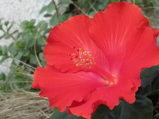 Zbliżenie na czerwone kwiaty hibiskusa © Kumulugma