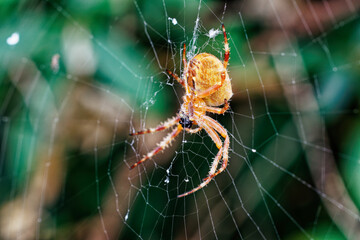 Spinne