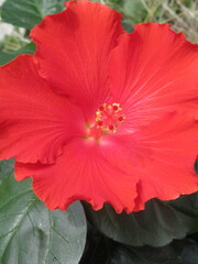 Zbliżenie na czerwone kwiaty hibiskusa © Kumulugma