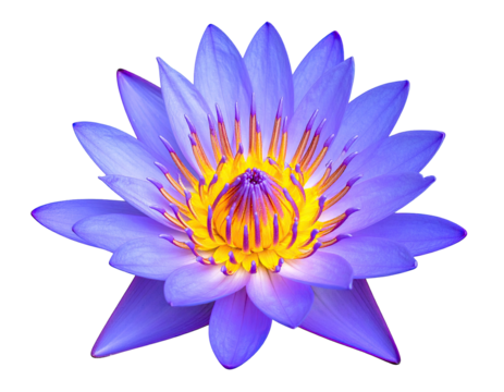 Vibrant purple lotus flower, detailed petals and center
