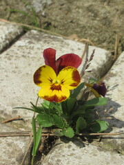 Zbliżenie na kwiat bratka © Kumulugma