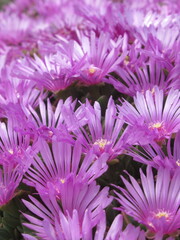 Zbliżenie na kwiaty rośliny z gatunku delosperma © Kumulugma