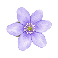 Obraz premium Watercolor hepatica nobilis flower with delicate lavender petals and green center isolated on white background