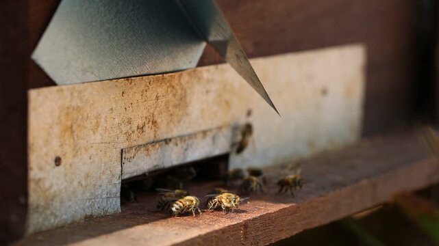 Countryside, beekeeping and farm worker hands with bee and honey farming for agriculture. Sustainability, bees wax harvest and employee in a safety suit outdoor in nature with insect farmer