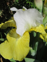 Zbliżenie na kwiat irysa © Kumulugma