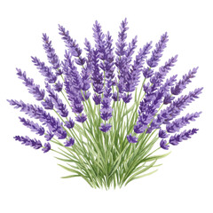 Obraz premium Watercolor illustration of a lush lavender bouquet isolated on white background