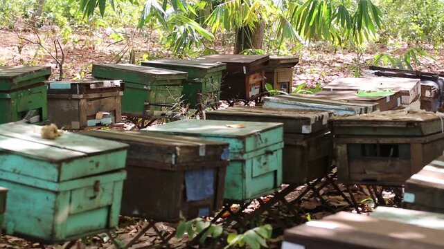 Countryside, beekeeping and farm worker hands with bee and honey farming for agriculture. Sustainability, bees wax harvest and employee in a safety suit outdoor in nature with insect farmer