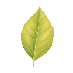 Obraz premium Detailed watercolor illustration of a vibrant green leaf isolated on white background