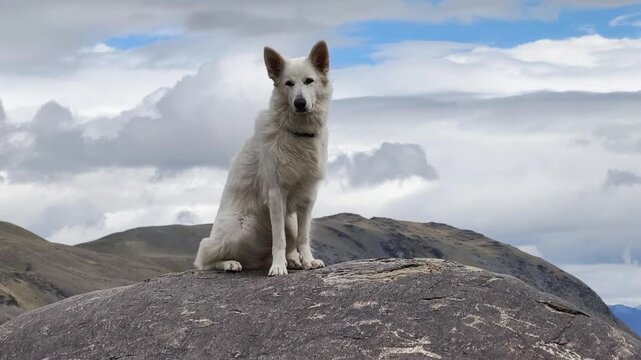 White Swiss Shepherd Dog or Berger Blanc Suisse sits on a large boulder covered with ancient petroglyphs.