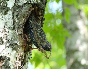 Bird in tree hollow