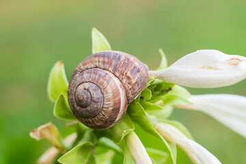 A grape snail sits on a flower