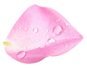Delicate pink rose petal, wet with water droplets