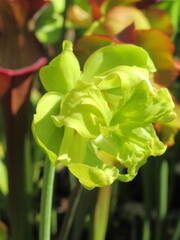 Zbliżenie na żółte kwiaty rośliny z gatunku sarracenia © Kumulugma