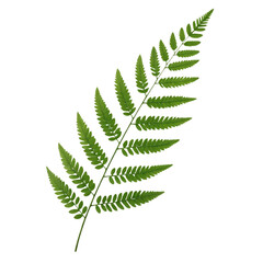 Isolated Transparent Png Of Green Fern