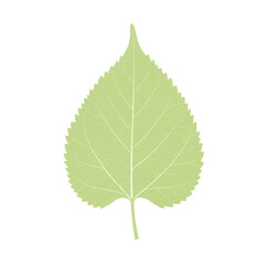 Fototapeta premium Pale green leaf with detailed veins and serrated edges isolated on white background
