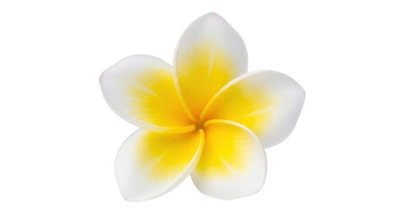 Naklejka premium Isolated Plumeria flower, vibrant colors and delicate petals for floral themes and botanical design