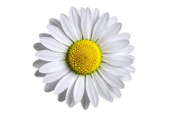 Classic silver trophy cup with two handles and a pedestal isolated on transparent background
