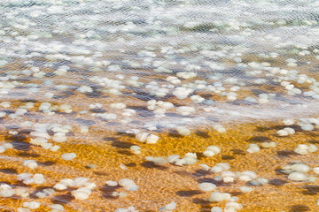 lots of jellyfish in seawater at day