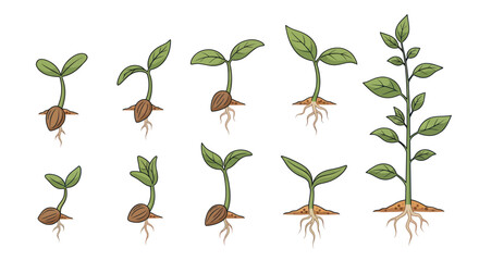 Hand-drawn plant growth stages illustration from seed germination to seedling development with roots and leaves.