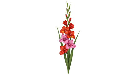 Isolated gladiolus stem featuring vivid blooms for summer floral arrangements design