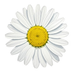 Detailed daisy blossom with textured petals and vibrant yellow center isolated on white background