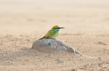 A close-up of an adult Asian green bee-eater (Merops orientalis) perched on a mound of sand