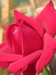 Zbliżenie na kwiat czerwonej róży © Kumulugma