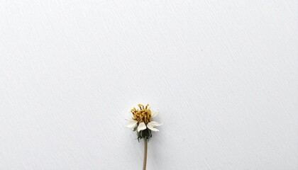 Single, delicate white flower on a plain white surface