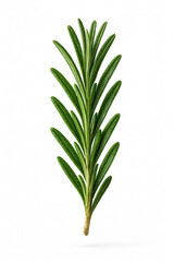 Fototapeta premium Isolated sprig of aromatic rosemary.