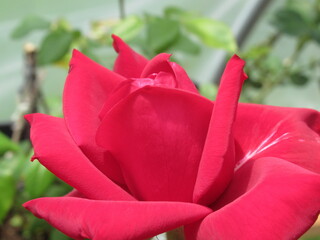 Zbliżenie na kwiat czerwonej róży © Kumulugma