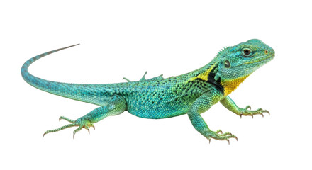 Isolated Collared Lizard on Display, a Colorful Reptile, a Vivid Nature Image of Animal
