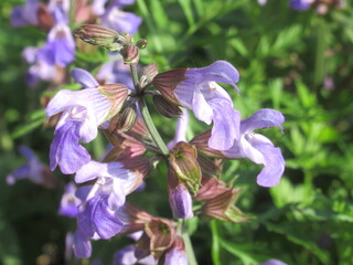 Zbliżenie na kwiaty szałwii królewskiej © Kumulugma