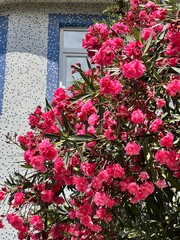flowers in the window