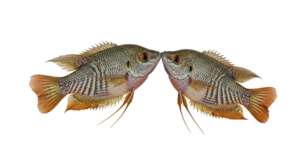 Elegant long sleeve wedding dress in ivory isolated PNG with Transparent Background