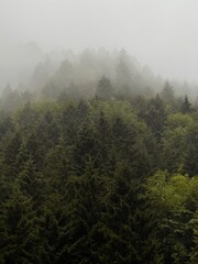 fog in the forest