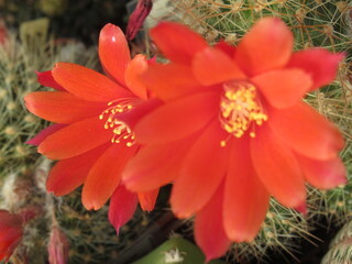 Zbliżenie na czerwone kwiaty kaktusa © Kumulugma