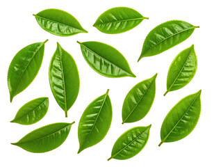Fresh green tea leaves arranged in a circle against a black background
