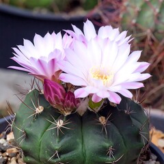 Blooming cactus, vibrant blossoms