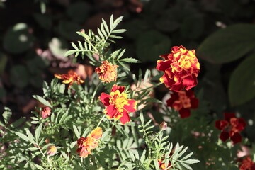 Bright red and yellow marigolds against a backdrop of green leaves — decorative autumn flowers for packaging, postcards, floristry, gardening blogs, and seasonal design.