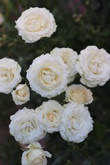 Close-up of white roses in full bloom — a symbol of purity and elegance for wedding design, cosmetic brands, packaging, postcards, and romantic content